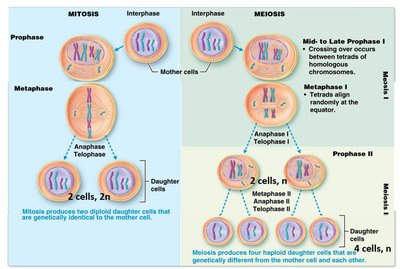Comparison of mitosis and meiosis