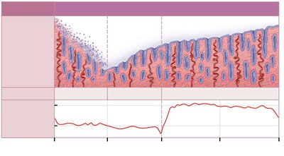 Diagram of endometrial changes and basal body temperature during uterine cycle