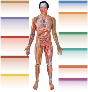Diagram showing integration of reproductive system with other body systems