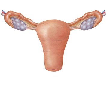 Anterior view of uterus and ovaries