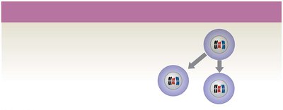Diagram of mitosis in oogonia