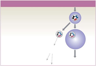 Diagram of meiosis I in oogenesis