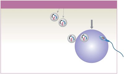 Diagram of meiosis II and fertilization in oogenesis