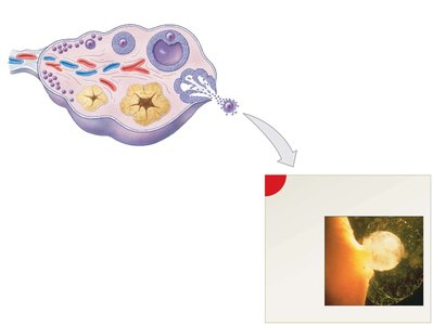 Stages of ovarian follicle development and ovulation