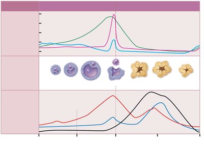 Graph of hormone levels and follicle stages during ovarian cycle