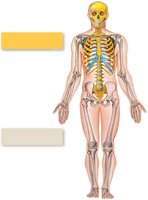 Divisions of the skeletal system: axial and appendicular skeleton