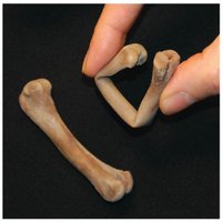 Flexibility of bones without calcified matrix