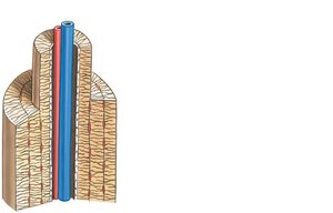 Longitudinal view of an osteon