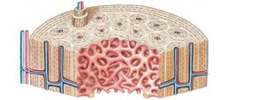 Lamellae in compact bone