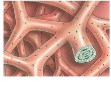 Trabeculae of spongy bone