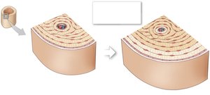 Circumferential lamellae added through appositional growth
