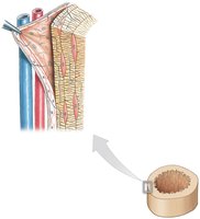 Appositional growth at the periosteum