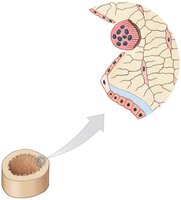 Appositional growth at the endosteum