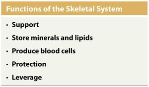 Functions of the skeletal system