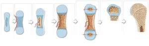 Endochondral ossification
