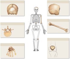 Classification of bones: flat, sutural, long, irregular, sesamoid, short