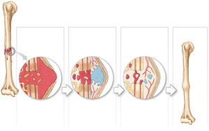 Bones as mineral reserves: bone composition