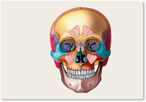 Surface features of the skull: canal, process, sinus, foramen, fissure