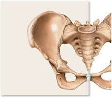 Surface features of the pelvis: crest, fossa, line, spine, ramus