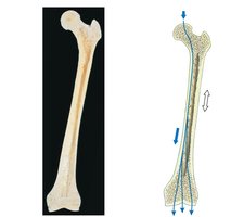 Functional anatomy of a long bone: epiphysis, metaphysis, diaphysis, medullary cavity