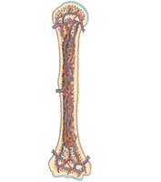 Blood supply to osseous tissue: arteries, veins, nutrient foramen