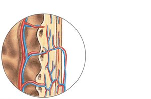 Blood supply at the periosteum