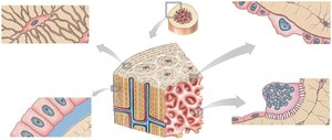 Cell types found in bone tissue: osteocyte, osteoblast, osteogenic cell, osteoclast
