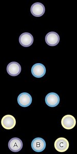 Stem cell differentiation into specialized cells