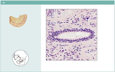 Stratified cuboidal epithelium in salivary gland duct