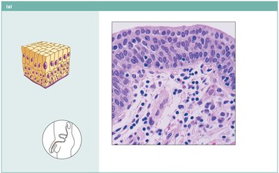Stratified columnar epithelium lining male urethra