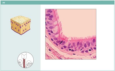 Pseudostratified ciliated columnar epithelium in trachea