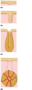 Formation of endocrine and exocrine glands