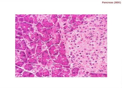 Pancreas with both endocrine and exocrine tissue