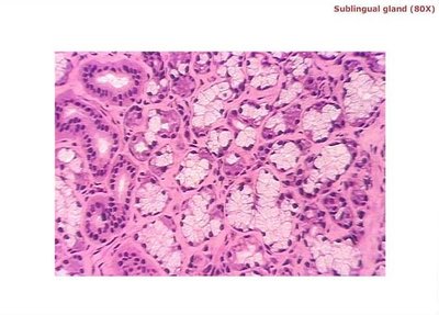Serous and mucous acini in salivary gland