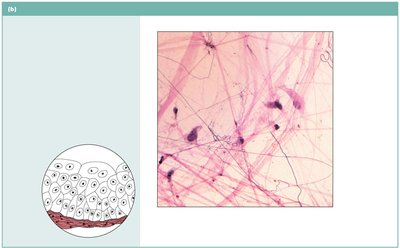 Areolar connective tissue