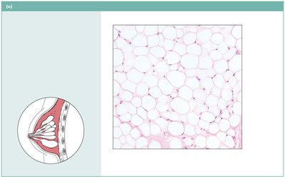 Adipose tissue