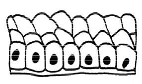 Classification of epithelia by shape