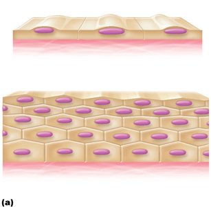 Simple and stratified epithelial arrangements