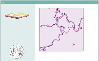 Simple squamous epithelium in alveoli