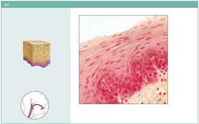 Stratified squamous epithelium lining the esophagus