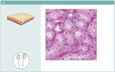Simple cuboidal epithelium in kidney tubules