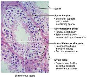 Histology of seminiferous tubule
