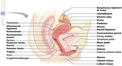 Female reproductive system anatomy