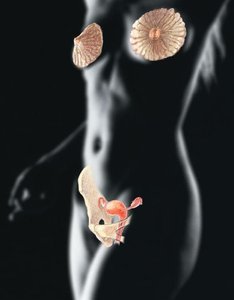 Ovary anatomy and ligaments