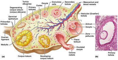 Ovarian follicle structure