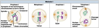 Stages of Meiosis I