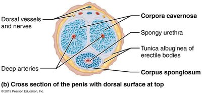 Cross section of penis showing erectile tissues