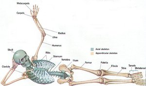 Bones and cartilages of the human skeleton