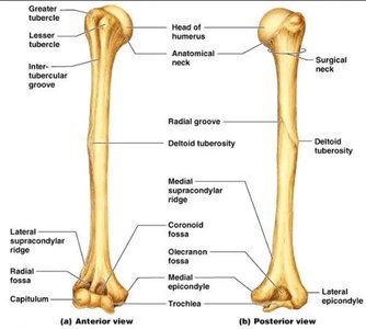 Humerus, anterior and posterior views