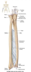 Radius and ulna, anterior view